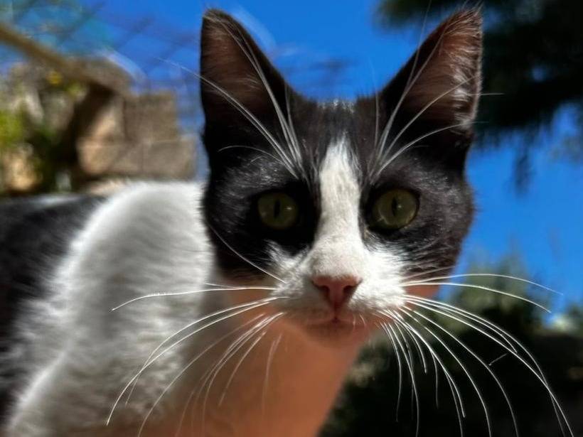 Adozione gatto, maschio, Razza sconosciuta Razza sconosciuta, 1 anno, taglia non valida, Trapani