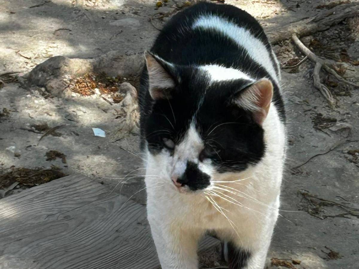 Adozione gatto, maschio, Razza sconosciuta Razza sconosciuta, 4 anni e 2 mesi, taglia non valida, Trapani