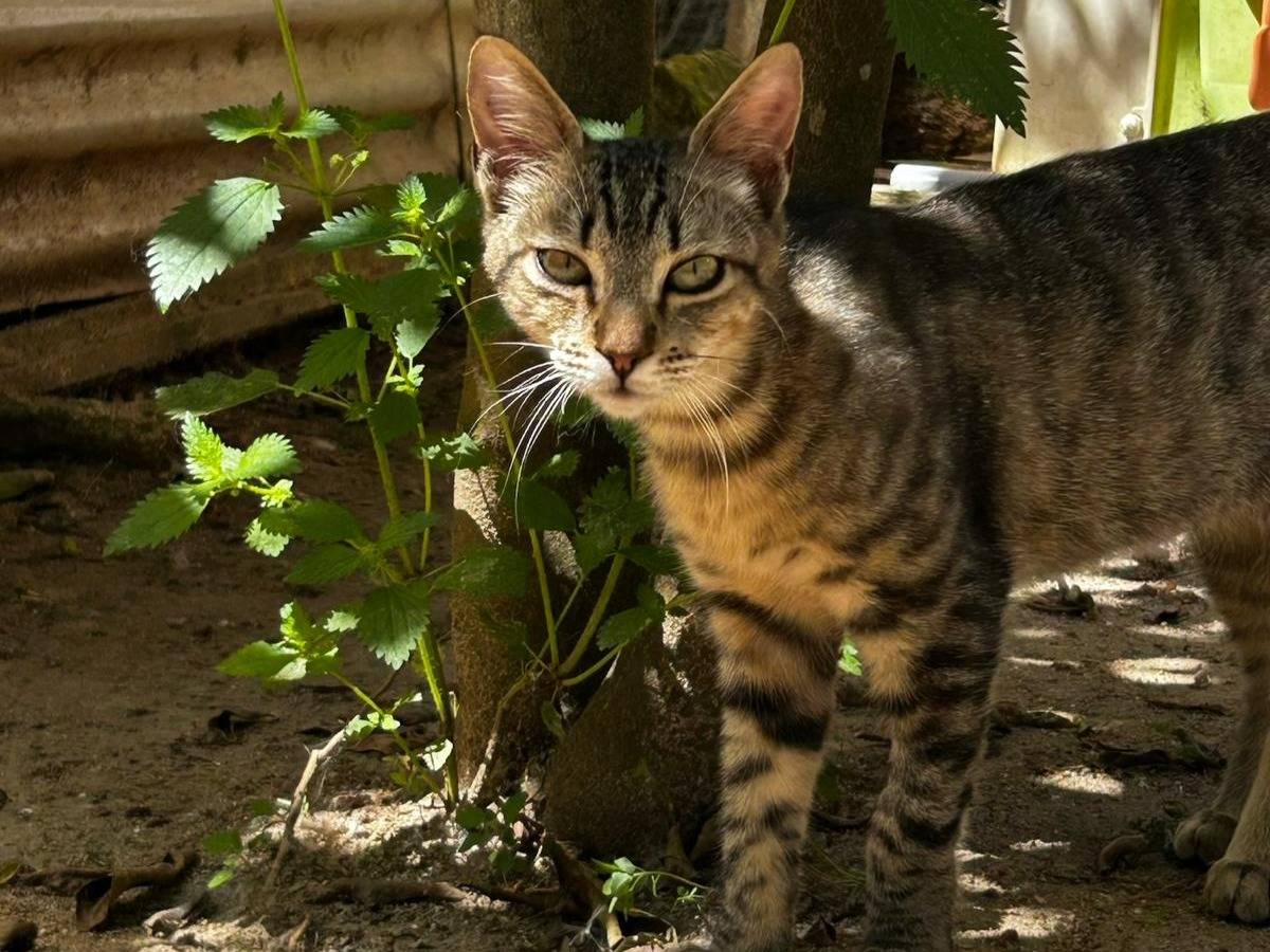 Adozione gatto, maschio, Razza sconosciuta Razza sconosciuta, 8 mesi, taglia non valida, Trapani