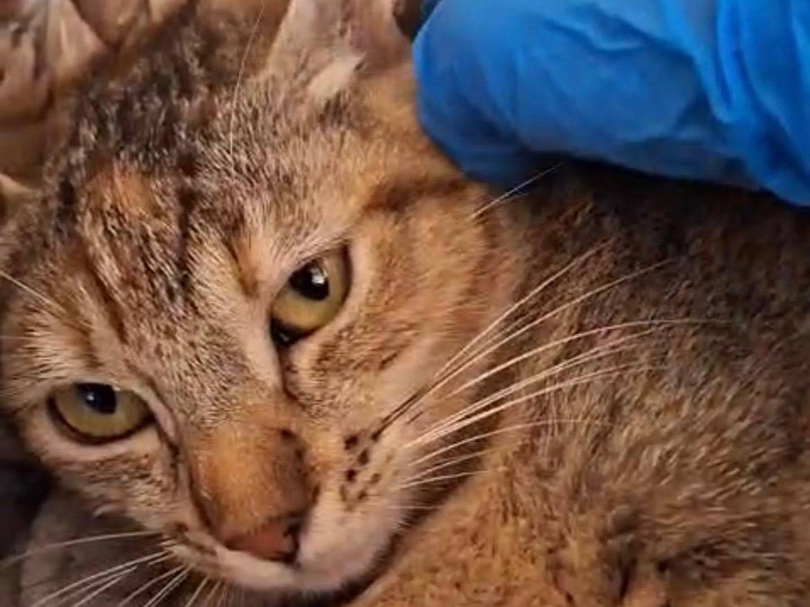 Adozione gatto, femmina, Razza sconosciuta Razza sconosciuta, 8 mesi, taglia non valida, Trapani