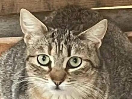 Adozione gatto, femmina, Razza sconosciuta Razza sconosciuta, 2 anni, taglia non valida, Trapani