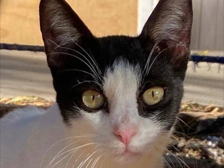 Adozione gatto, femmina, Razza sconosciuta Razza sconosciuta, 7 mesi, taglia non valida, Trapani