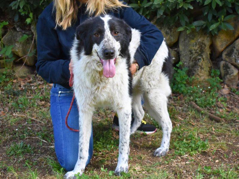 Adozione cane, femmina, Razza sconosciuta Razza sconosciuta, 3 anni e 6 mesi, taglia grande, Roma