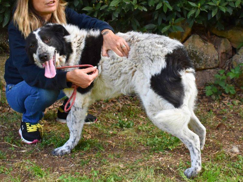 Adotta un cane, femmina, 3 anni e 6 mesi, Roma
