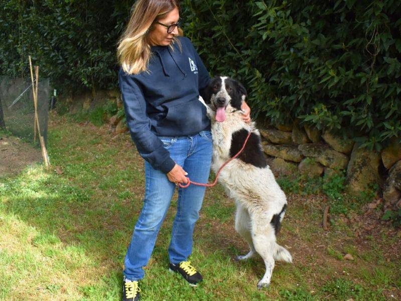 Adotta un cane, taglia grande, femmina, Roma
