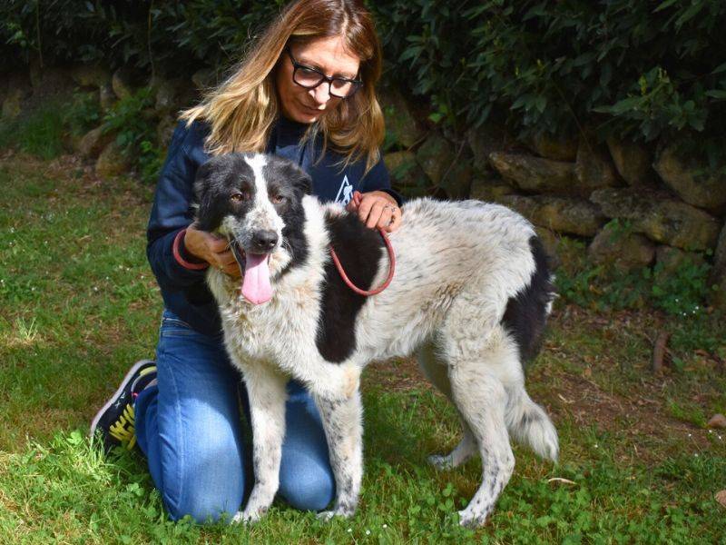 Vuoi adottare un cane a Roma?