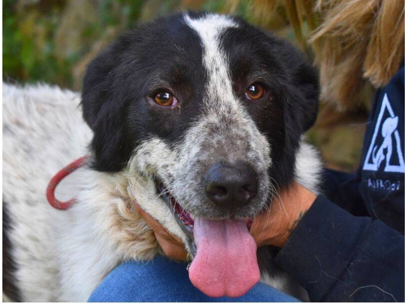 Adotta il cane Jessie a Roma