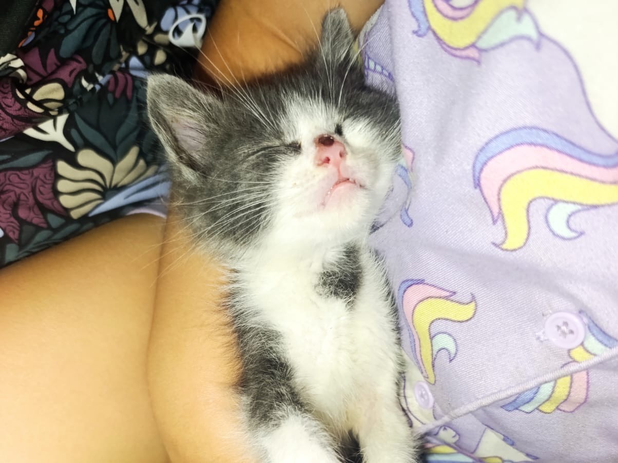 Adotta un gatto, maschio, 2 mesi, Venezia