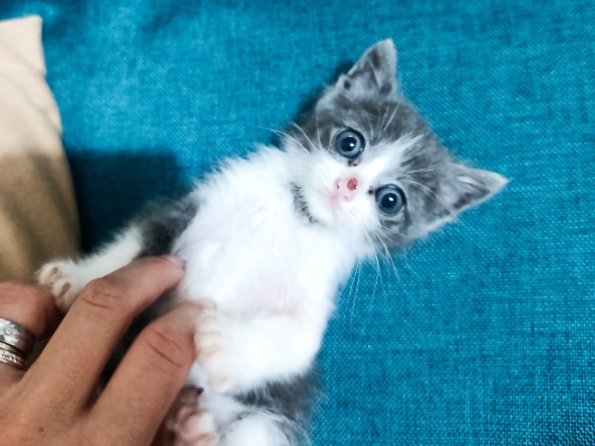Adozione gatto, maschio, Razza sconosciuta Razza sconosciuta, 2 mesi, taglia non valida, Venezia