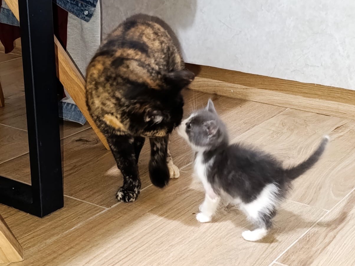 Vuoi adottare un gatto a Venezia?