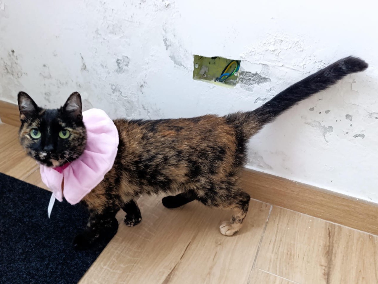 Adotta un gatto, taglia non valida, femmina, Brescia