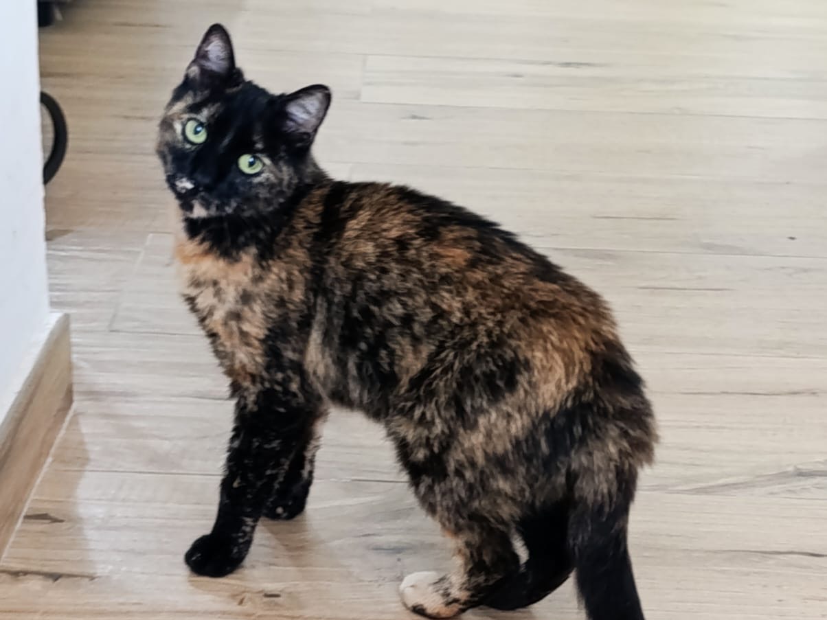 Vuoi adottare un gatto a Brescia?