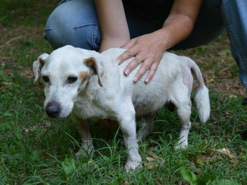 Adozione cane, maschio, Razza sconosciuta Razza sconosciuta, 11 anni e 1 mese, taglia piccola, Roma
