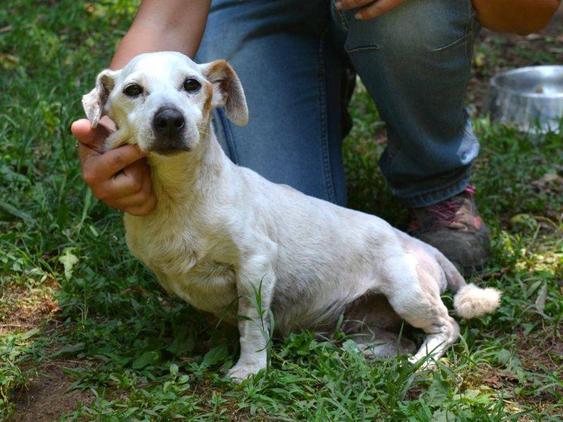 Adotta un cane, maschio, 11 anni e 1 mese, Roma