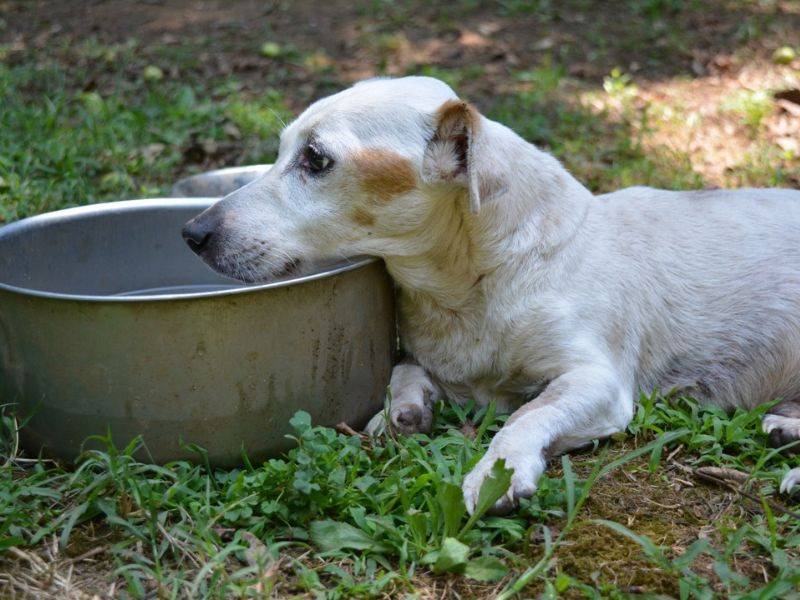 Adotta un cane, taglia piccola, maschio, Roma