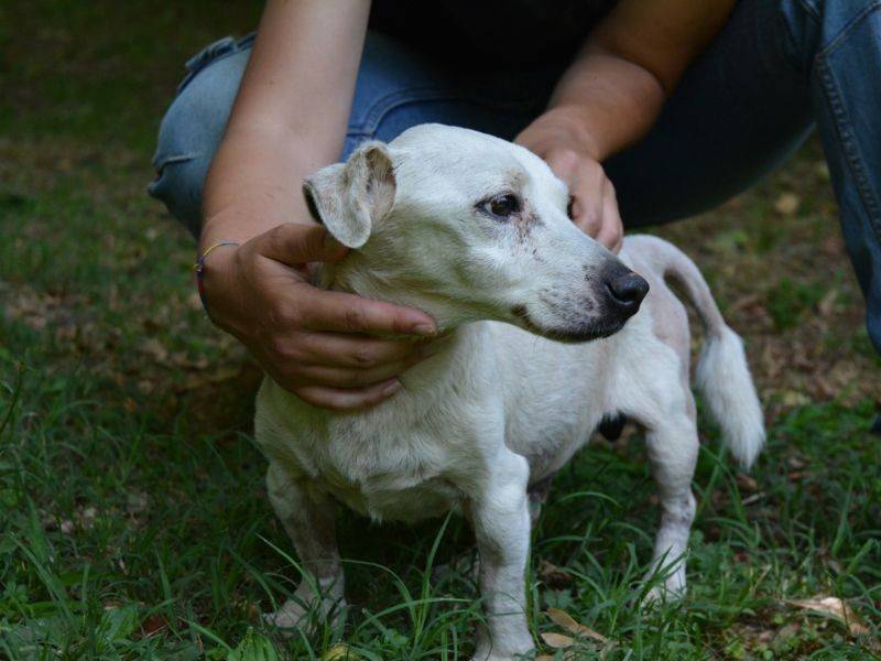 Vuoi adottare un cane a Roma?