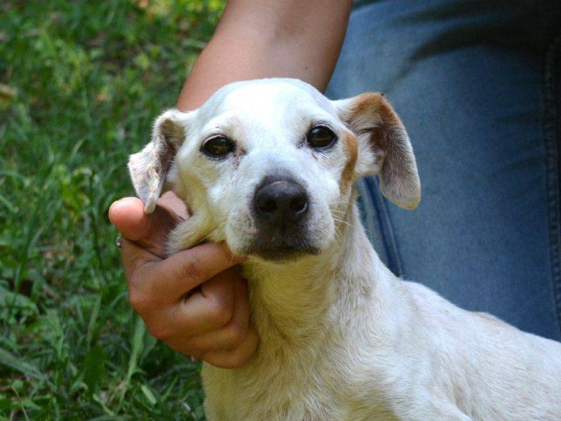 Adotta il cane Joniar a Roma