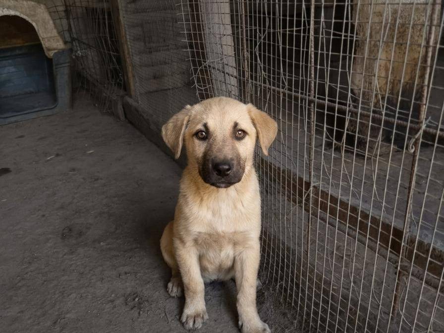 Adozione cane, maschio, Razza sconosciuta Razza sconosciuta, 2 mesi, taglia media, Avellino