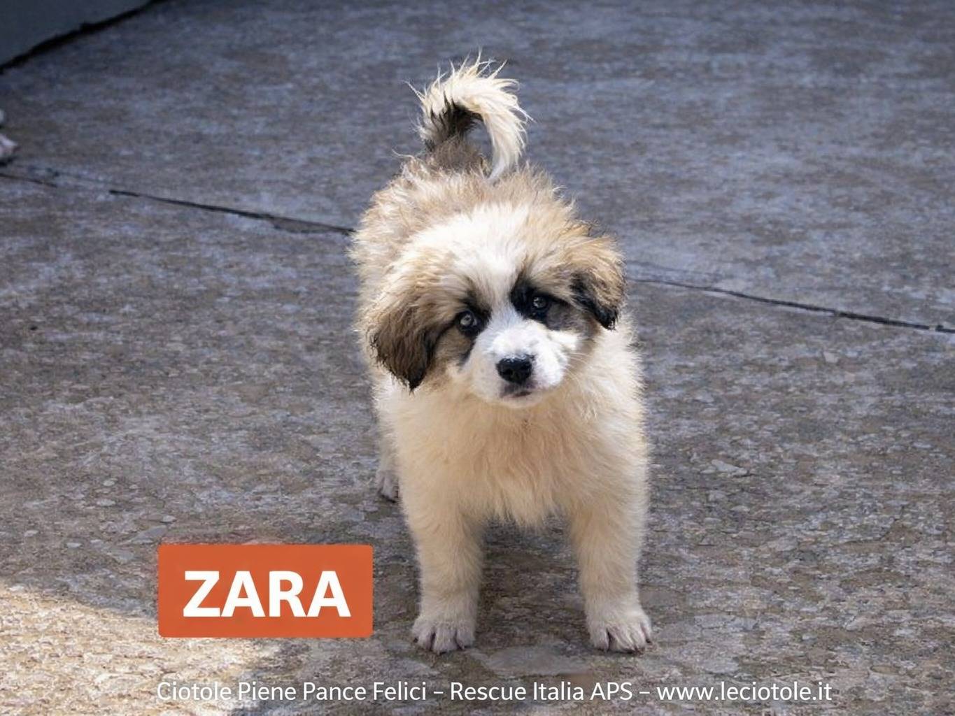 Adozione cane, femmina, Razza sconosciuta Razza sconosciuta, 2 mesi, taglia gigante, Avellino