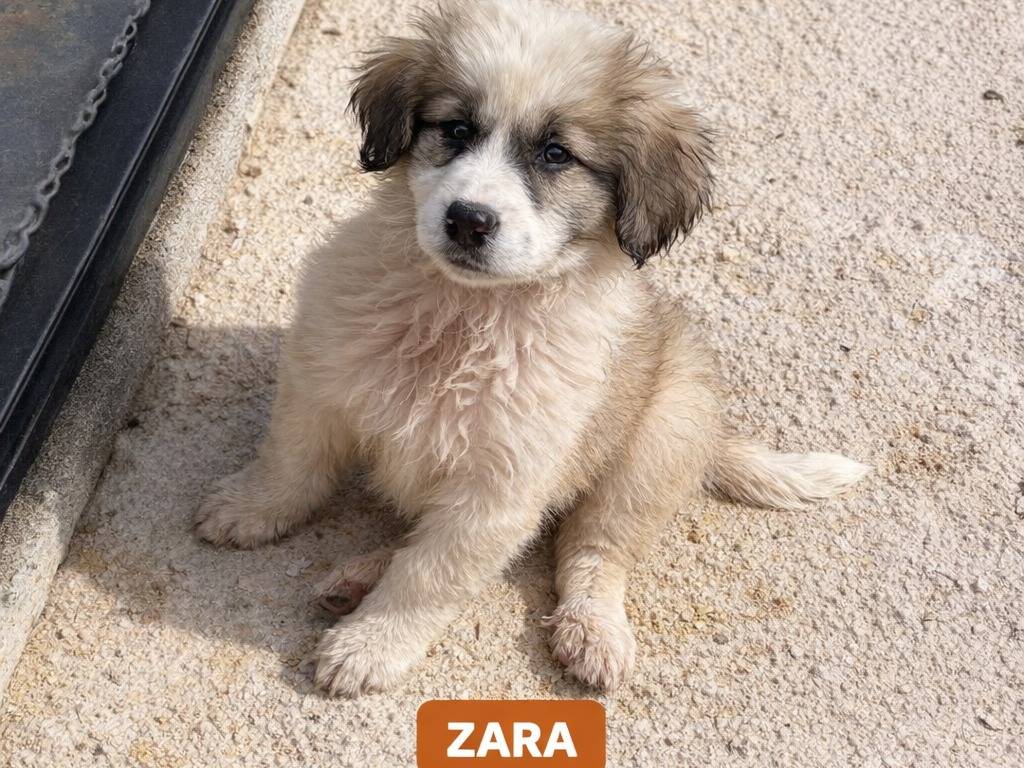 Adotta un cane, femmina, 2 mesi, Avellino