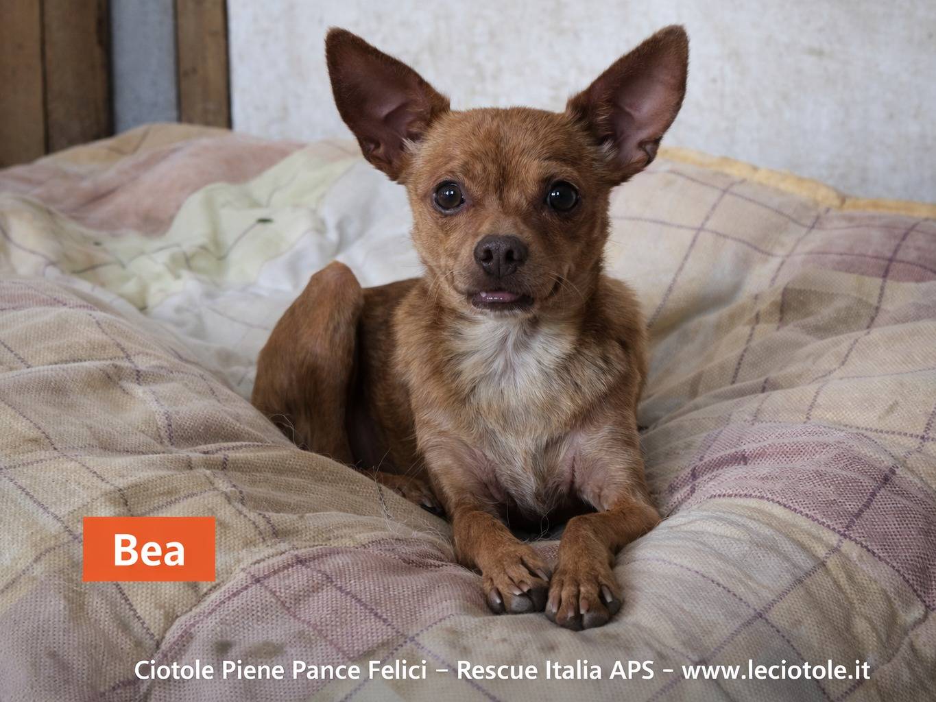 Adozione cane, femmina, Razza sconosciuta Razza sconosciuta, 3 anni, taglia piccola, Avellino