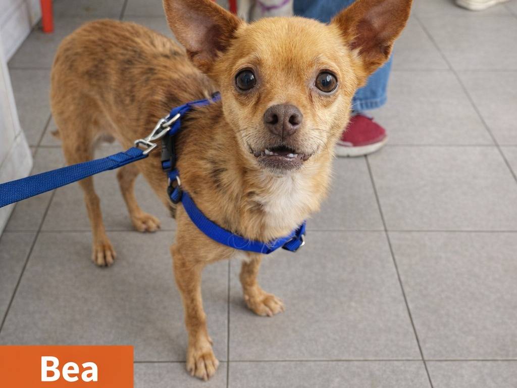 Adotta un cane, femmina, 3 anni, Avellino