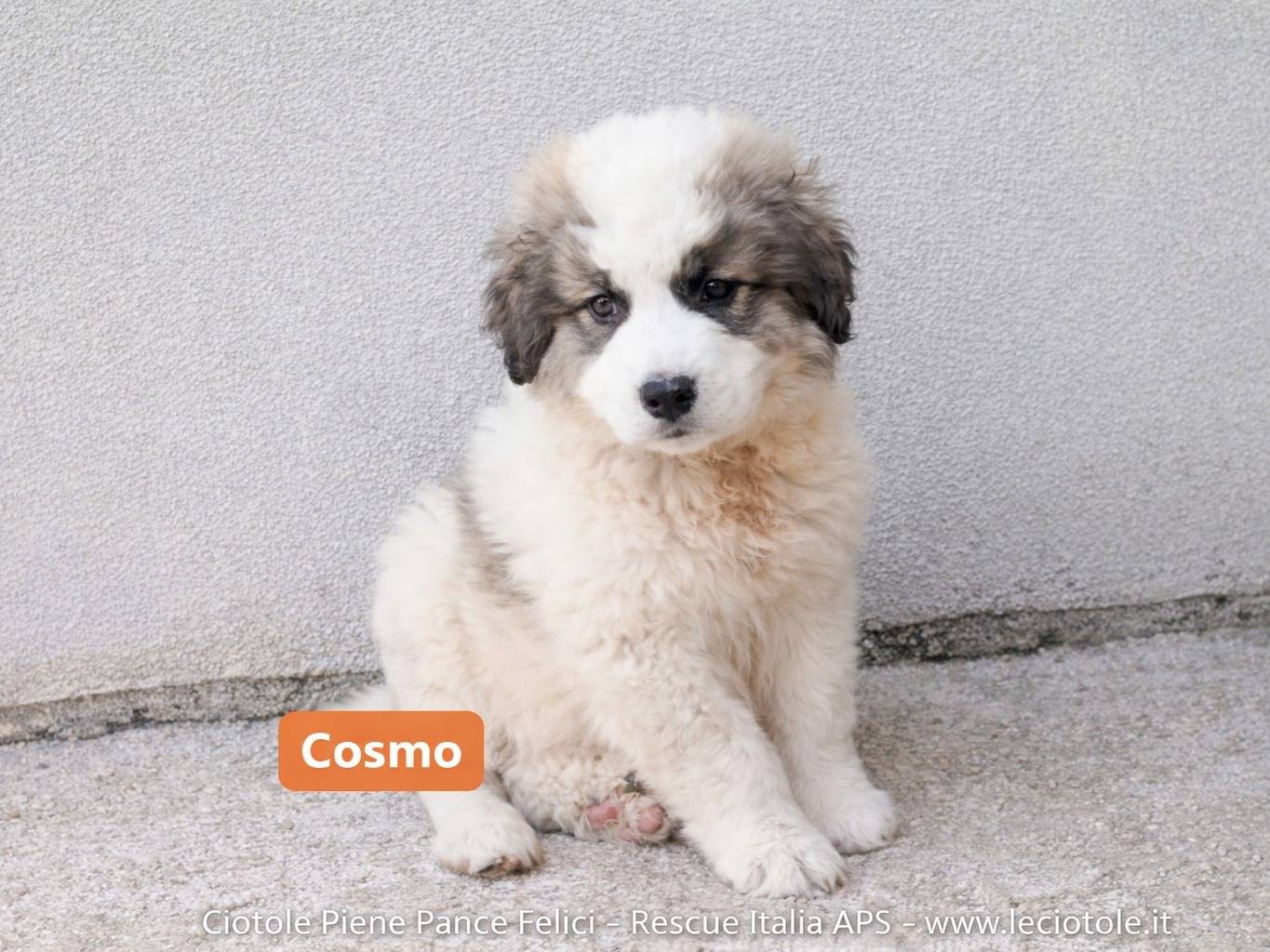 Adozione cane, maschio, Razza sconosciuta Razza sconosciuta, 2 mesi, taglia gigante, Avellino