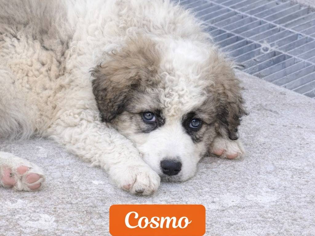 Adotta un cane, maschio, 2 mesi, Avellino