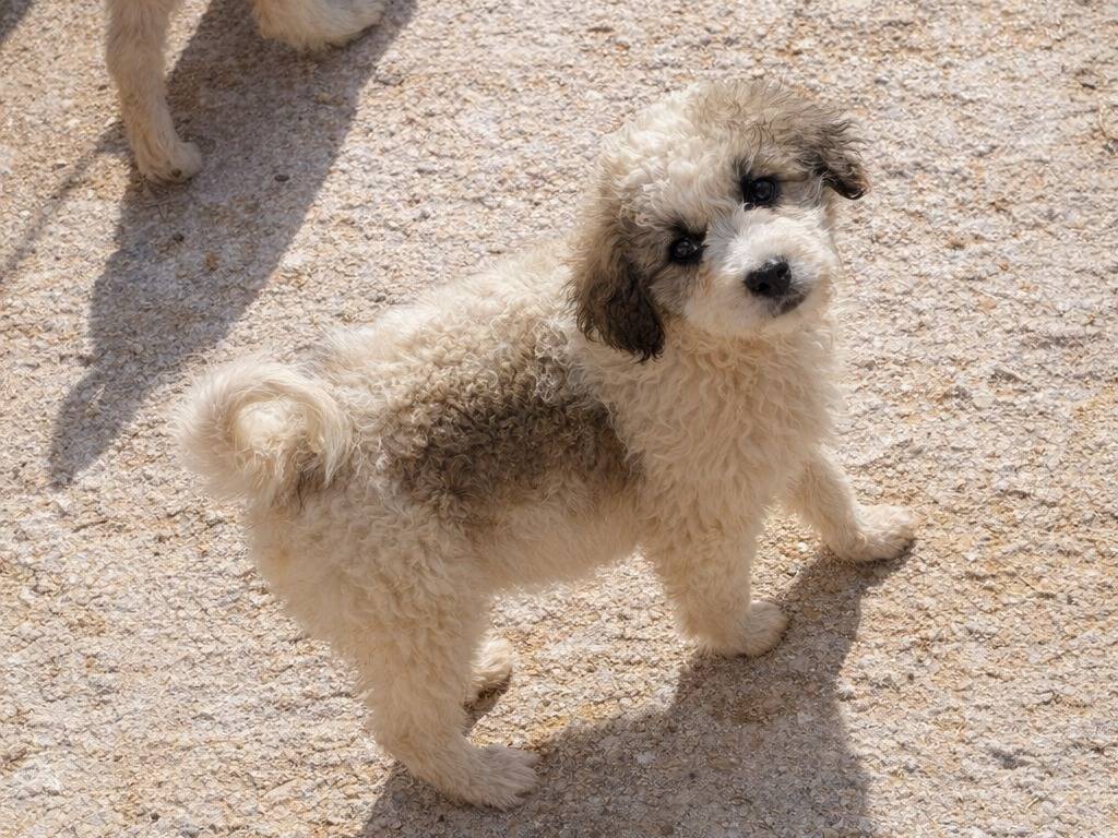Adotta un cane, taglia gigante, maschio, Avellino