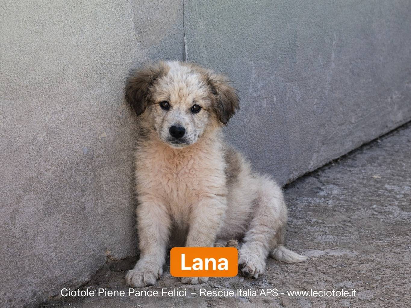 Adozione cane, femmina, Razza sconosciuta Razza sconosciuta, 2 mesi, taglia gigante, Avellino