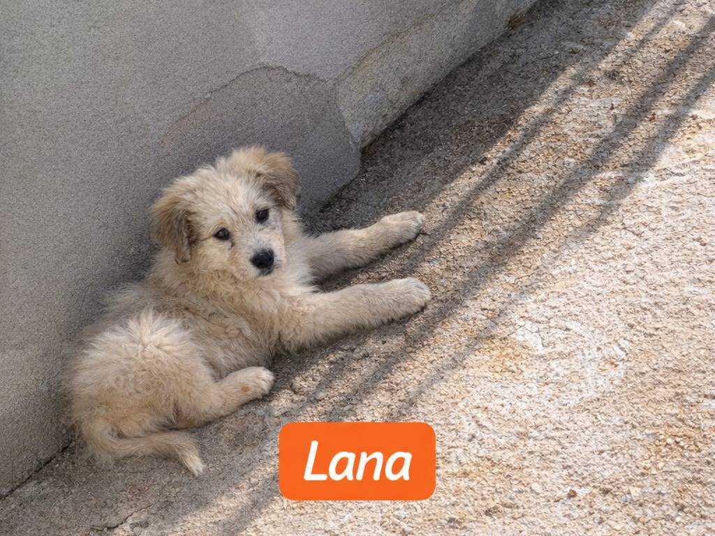 Adotta un cane, femmina, 2 mesi, Avellino
