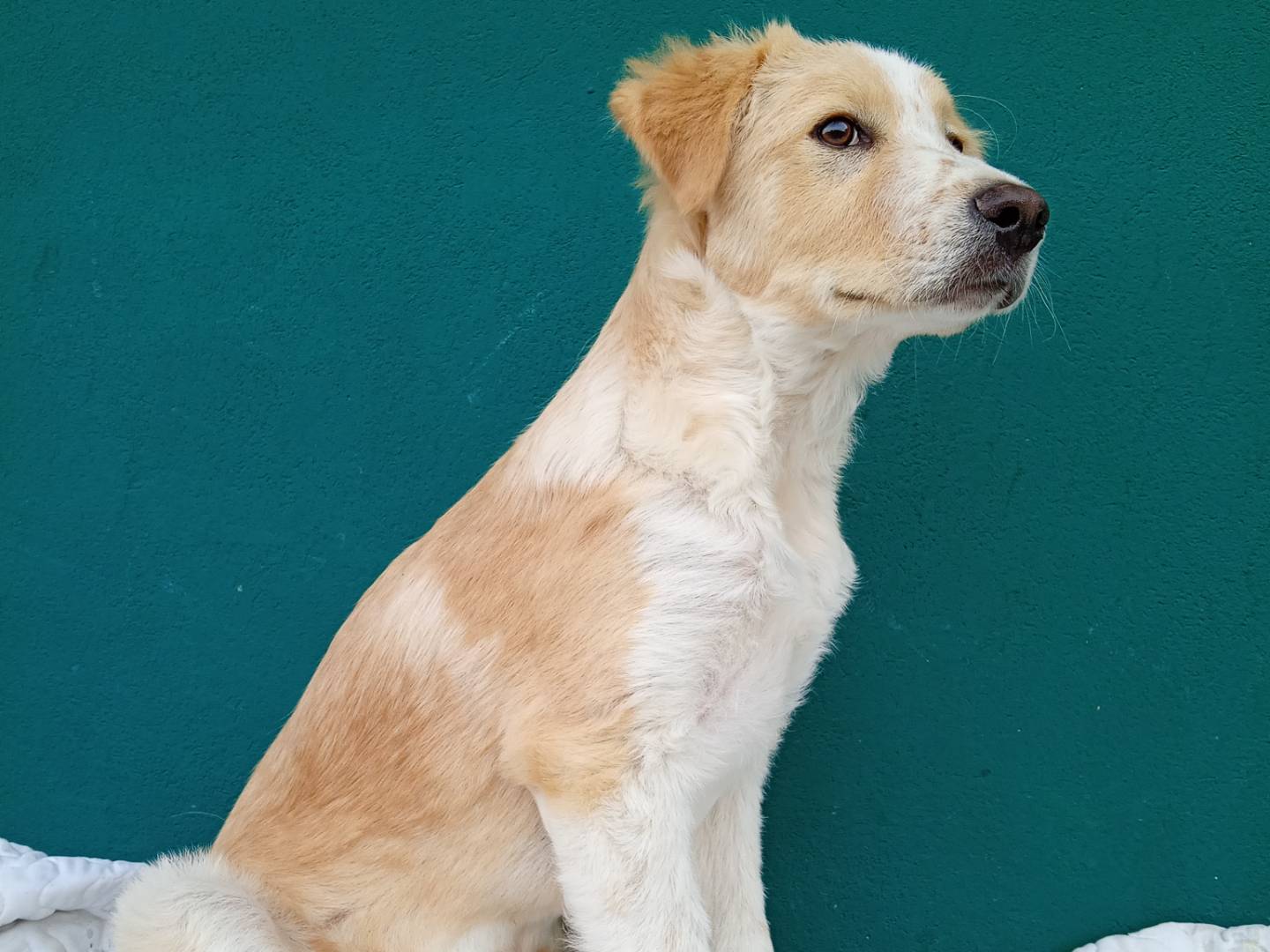 Adozione cane, maschio, Razza sconosciuta Razza sconosciuta, 3 mesi, taglia grande, Bergamo