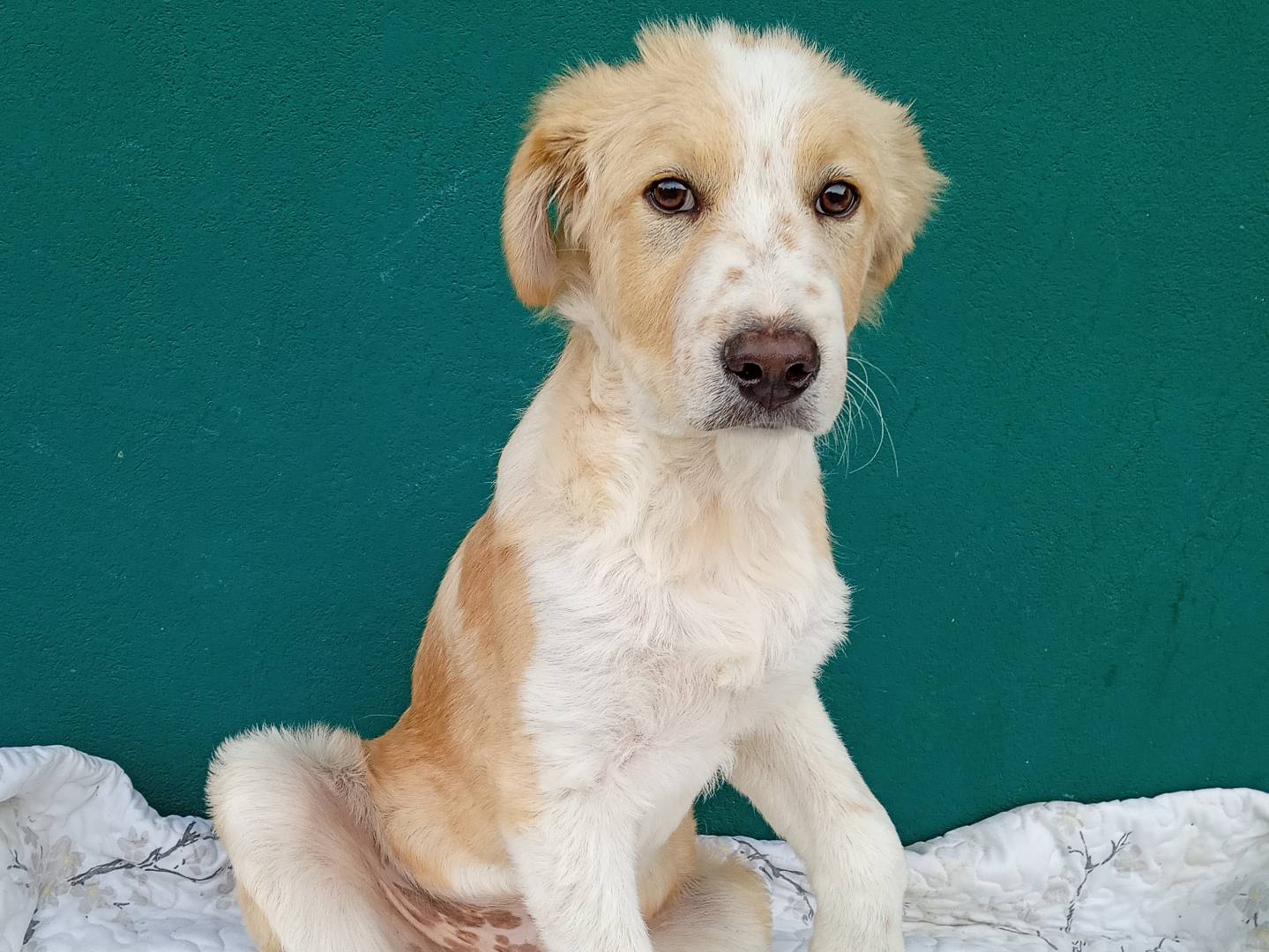 Adotta un cane, maschio, 3 mesi, Bergamo