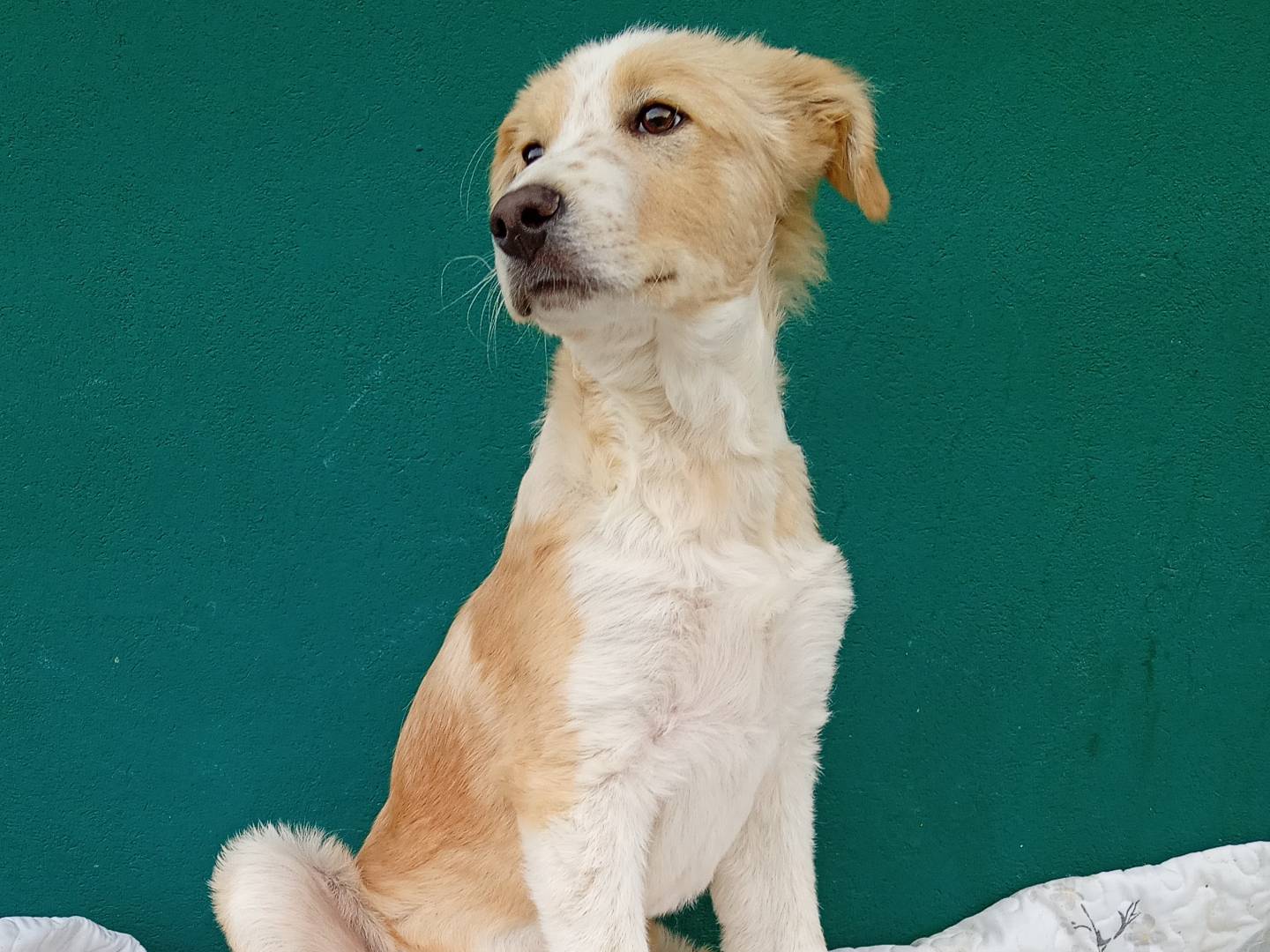 Vuoi adottare un cane a Bergamo?