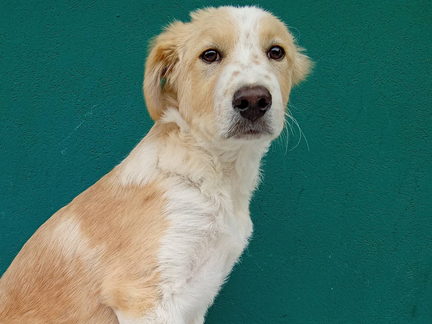 Adotta un cane, taglia grande, maschio, Bergamo