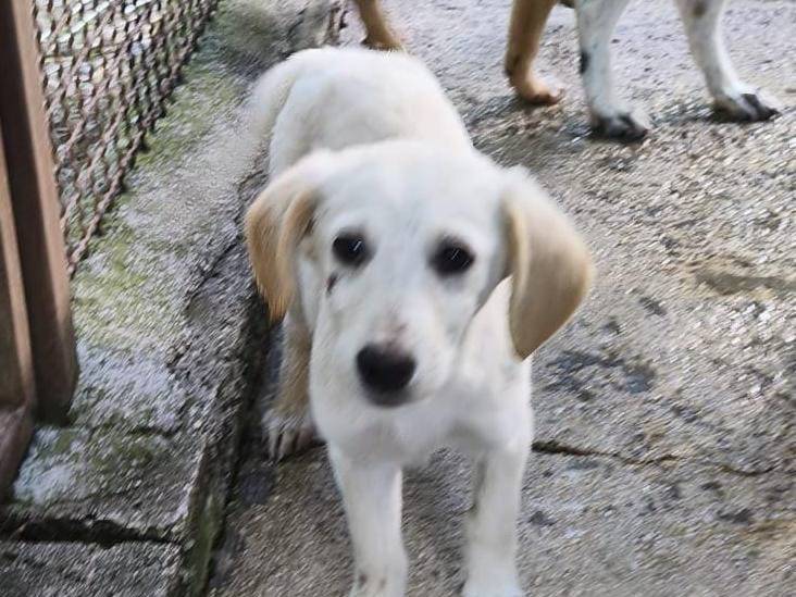 Adozione cane, femmina, Razza sconosciuta Razza sconosciuta, 3 mesi, taglia piccola, Avellino