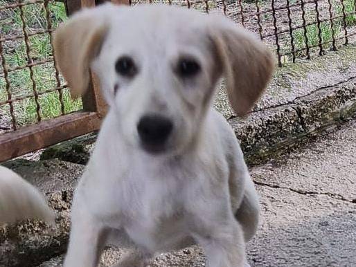 Adotta un cane, femmina, 3 mesi, Avellino