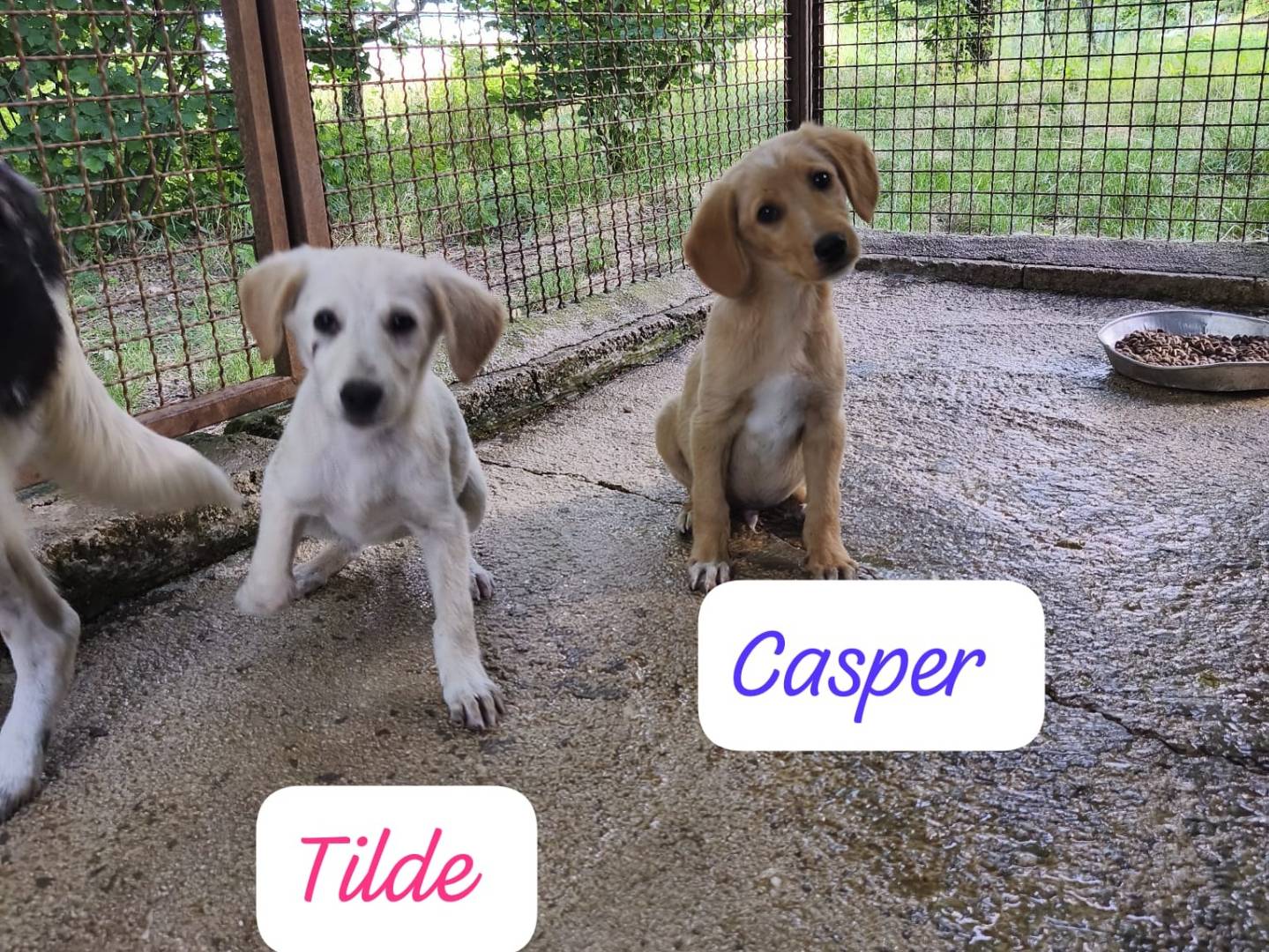 Adotta un cane, taglia piccola, femmina, Avellino