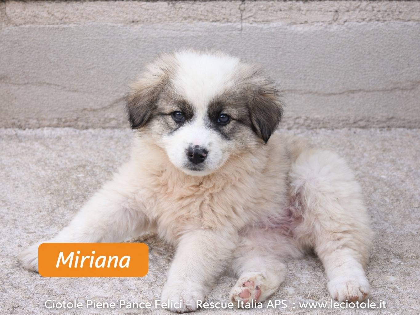 Adozione cane, femmina, Razza sconosciuta Razza sconosciuta, 2 mesi, taglia gigante, Avellino