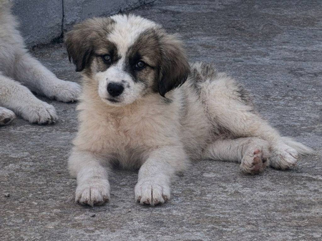 Adotta un cane, femmina, 2 mesi, Avellino