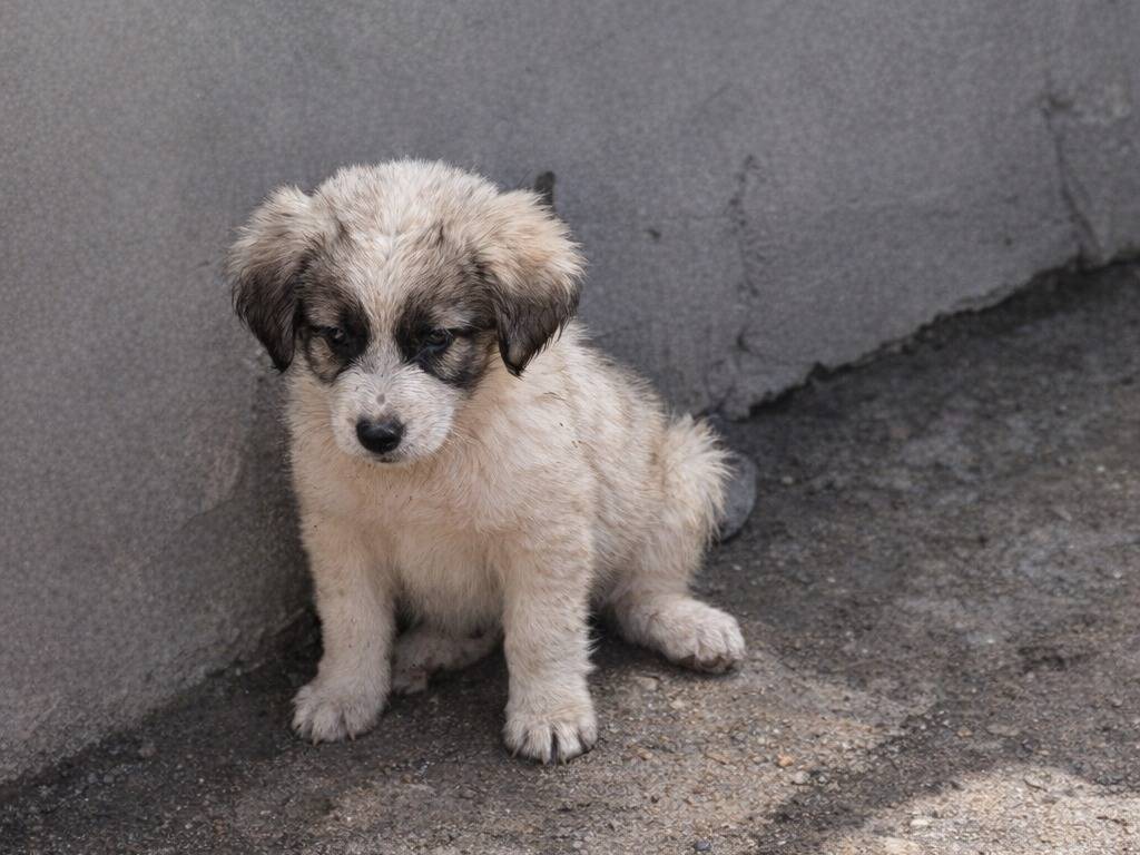 Adotta un cane, taglia gigante, femmina, Avellino