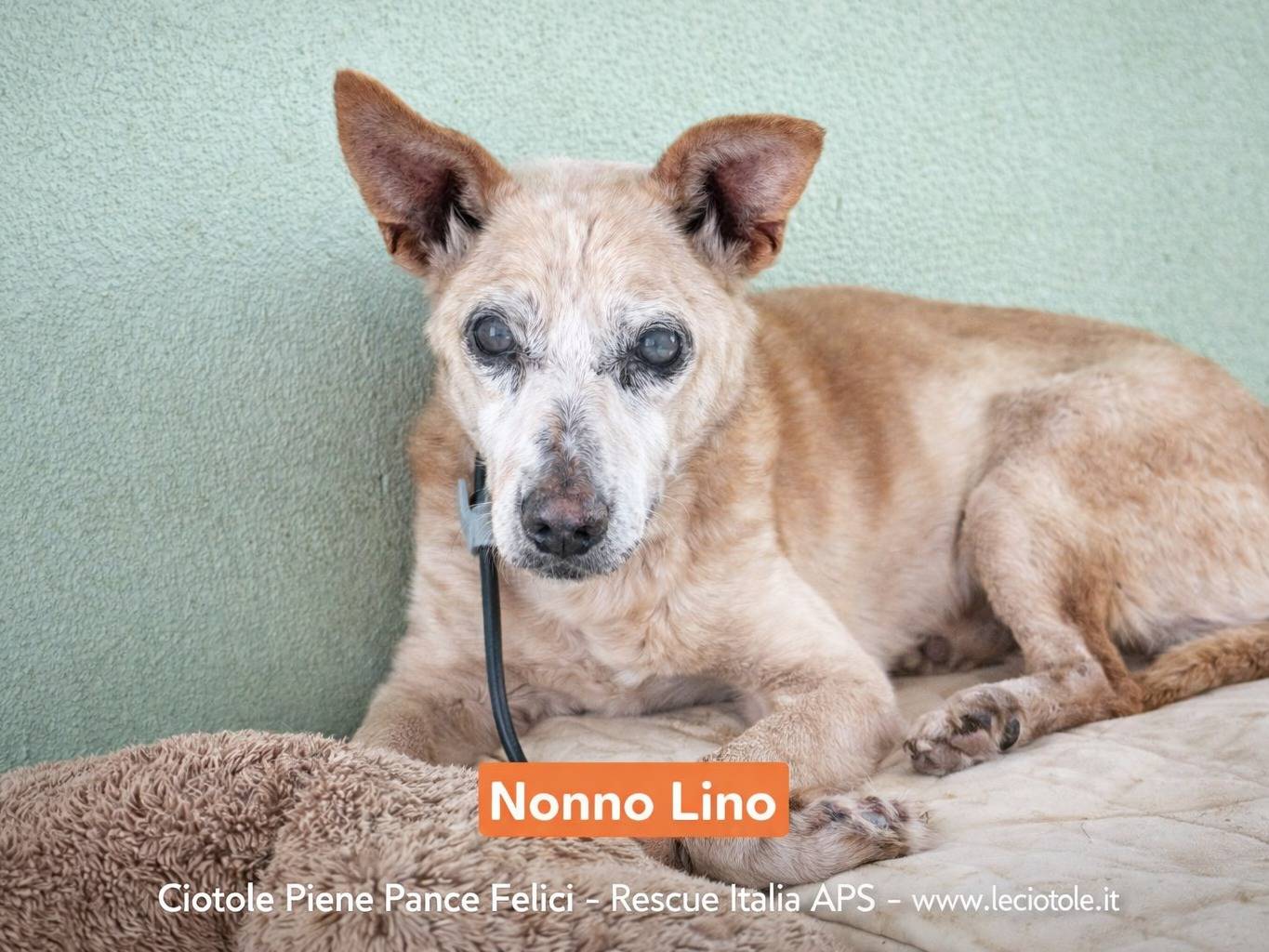 Adozione cane, maschio, Razza sconosciuta Razza sconosciuta, 9 anni e 9 mesi, taglia piccola, Avellino