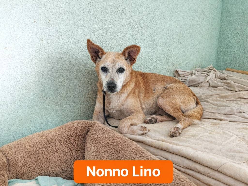 Adotta un cane, maschio, 9 anni e 9 mesi, Avellino