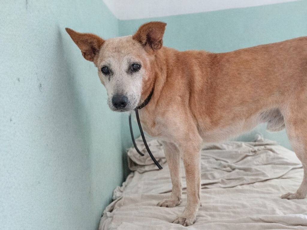 Adotta un cane, taglia piccola, maschio, Avellino