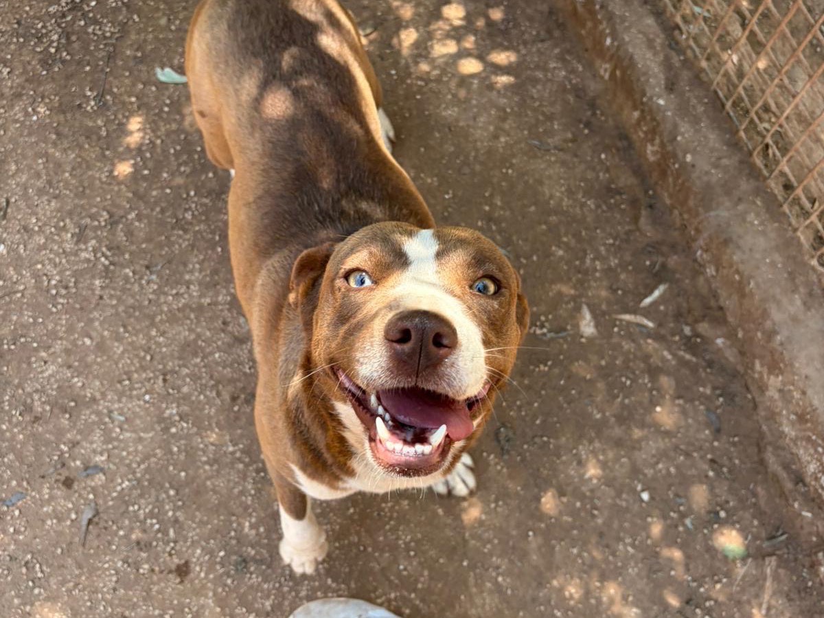 Adozione cane, femmina, Razza sconosciuta Razza sconosciuta, 2 anni, taglia media contenuta, Taranto
