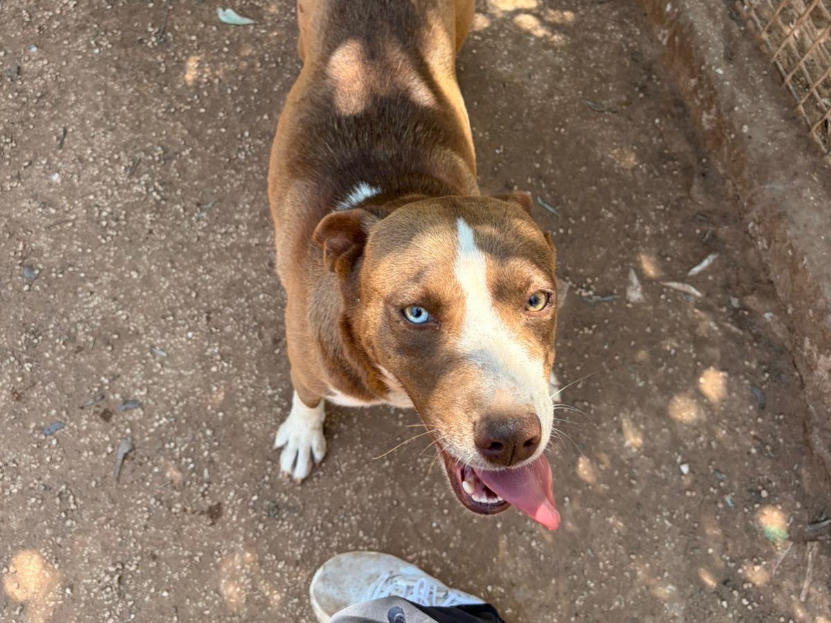 Adotta un cane, femmina, 2 anni, Taranto