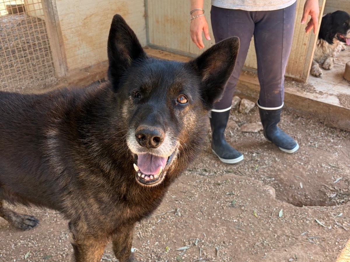 Adozione cane, maschio, Razza sconosciuta Razza sconosciuta, 10 anni e 1 mese, taglia grande, Taranto