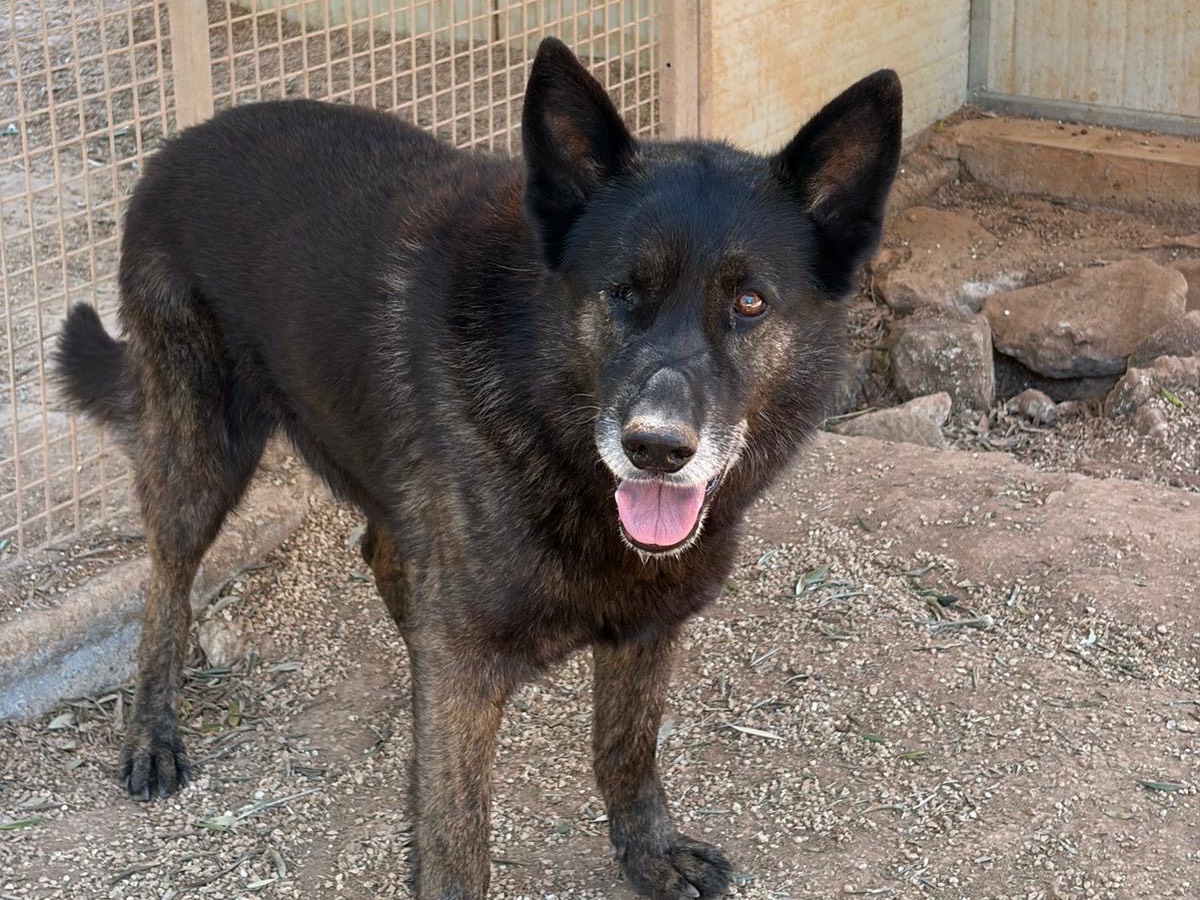 Adotta un cane, maschio, 10 anni e 1 mese, Taranto