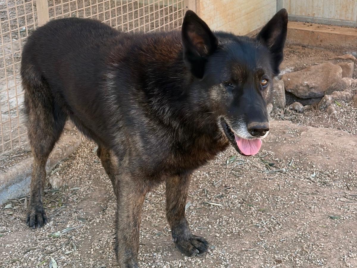 Adotta un cane, taglia grande, maschio, Taranto