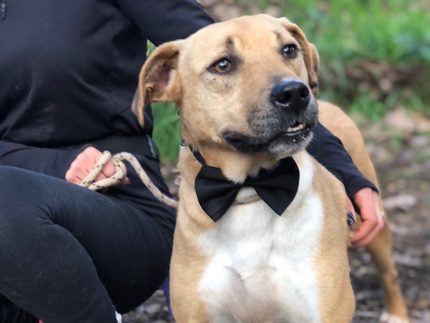 Adotta un cane, taglia media, maschio, Latina